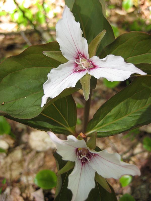 SqLedge (2).JPG - They are ideal for the flower setting on the camera.